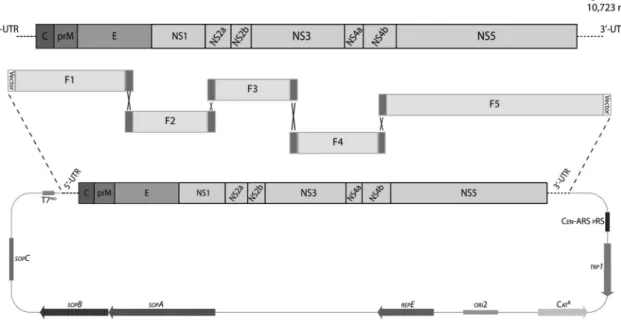 Fig. 1: construction of a low passage full-length dengue virus serotype 2 (DENV2) infectious clone named pSVJS01-DENV2