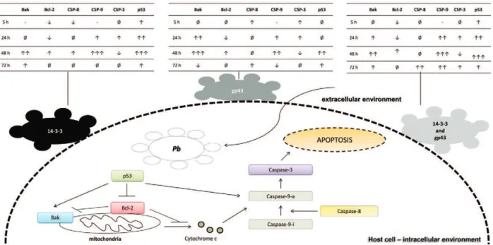 Fig.  7:  schematic  representation  of  the  results  obtained  for  the  expression  of  components  involved  in  apoptosis  during  the  interaction of Paracoccidioides brasiliensis (Pb) proteins [14-3-3 and glycoprotein of 43 kDa (gp43)]