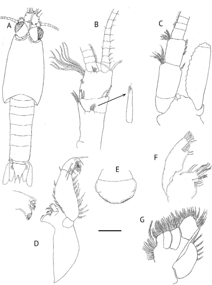 Figure 2.  Heteromysis (Olivemysis) cocoensis n. sp. adult male, 3.0. mm. A. Dorsal view