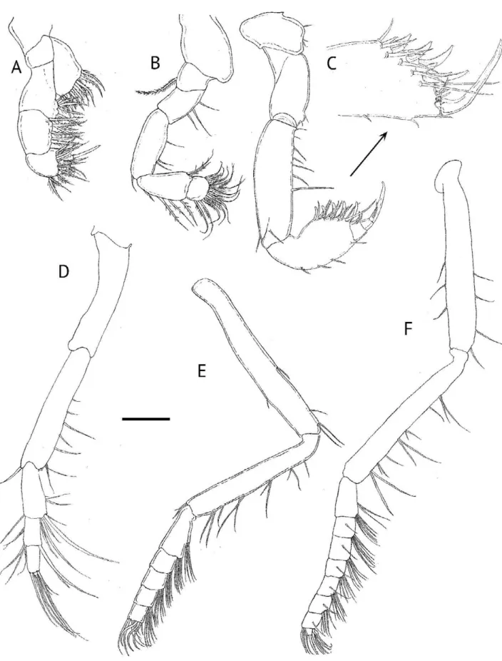 Figure 3.  Heteromysis (Olivemysis) cocoensis n. sp. adult male, 3.0. mm. A, B. Thoracic endopods 1, 2