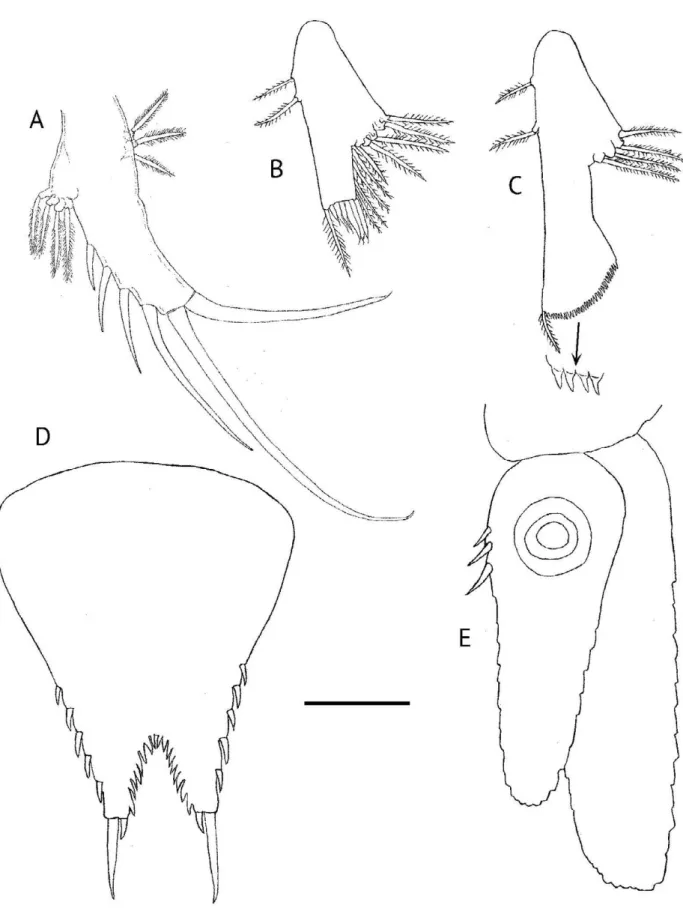 Figure 4.  Heteromysis (Olivemysis) cocoensis n. sp. adult male, 3.0. mm. A. Pleopod 1, posterior view