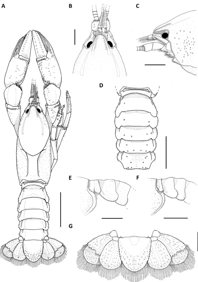 Figure 4.  Parastacus pilicarpus sp. nov. A, habitus dorsal view (holotype); B, cephalon dorsal view (holotype); C, cephalon lateral  view (holotype); D, female pleon, dorsal view (paratype 1); E, male first to third pleonal pleura (holotype); F, female fi