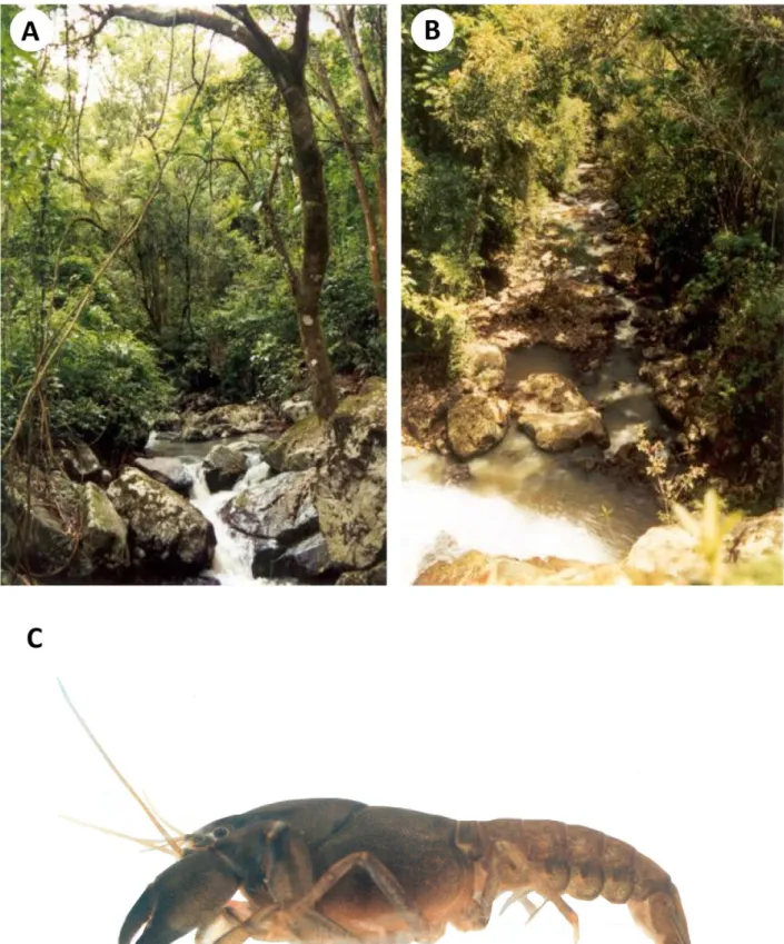Figure 3.  Parastacus buckupi sp. nov, habitat and living specimens. A, B, Typical habitat, a first order stream at Maquiné, state of  Rio Grande do Sul; C, living specimen, habitus, dorsal view