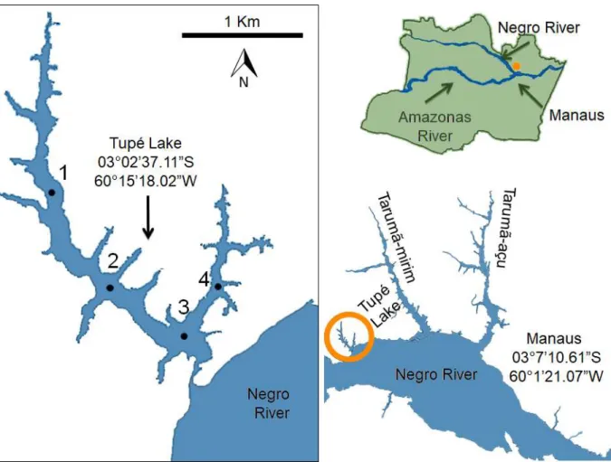 Figure 1.  Map of Tupé Lake, Amazonas State, Brazil, indicating the study site and sampling stations.
