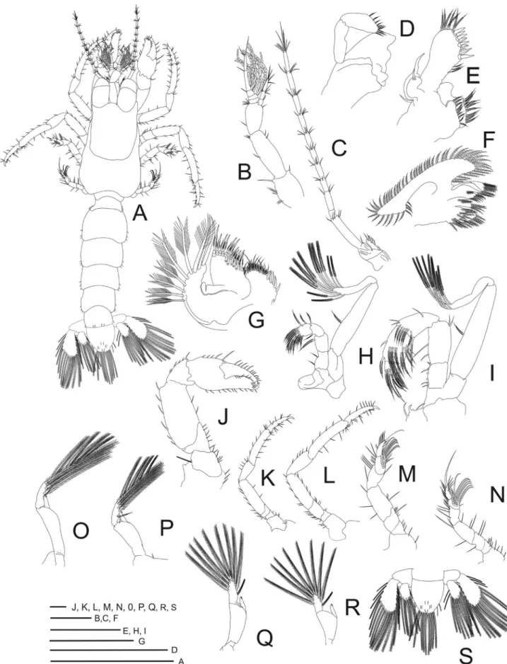 Figure 3.  Clibanarius antillensis. Megalopa: A, dorsal view; B, antennula; C, antenna; D, mandible; E, maxillula; F, maxilla; G,  maxilliped 1; H, maxilliped 2; I, maxilliped 3; J, cheliped; K, second pereiopod; L, third pereiopod; M, fourth pereopod; N, 