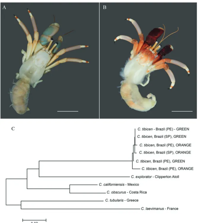 Figure 1.  Specimens of Calcinus tibicen (Herbst, 1761) from two Brazilian localities (PE: Pernambuco and SP: São Paulo), showing  differences in the color patterns of the chelae in life