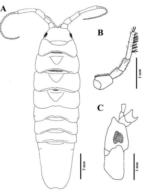 Figure 1.  Synidotea harfordi Benedict, 1897, male, TL 18.9 mm. A. Dorsal view. B. Detail of antenna 1, dorsal
