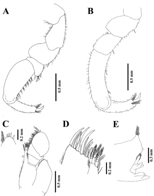Figure 3.  Eusymmerus antennatus Richardson, 1899, male TL 13.8 mm. A. Pereiopod 1. B