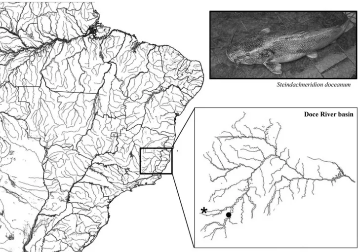 Fig. 1. Specimen of Steindachneridion doceanum. Partial map of Brazil showing the localization of the Doce River basin