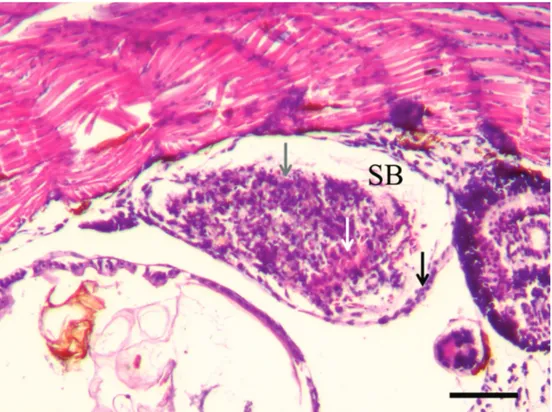 Fig. 4. Histological section (HE) of belly-sliders of Austrolebias nigrofasciatus with uninflated swim bladder (SB) 14 days  after hatching