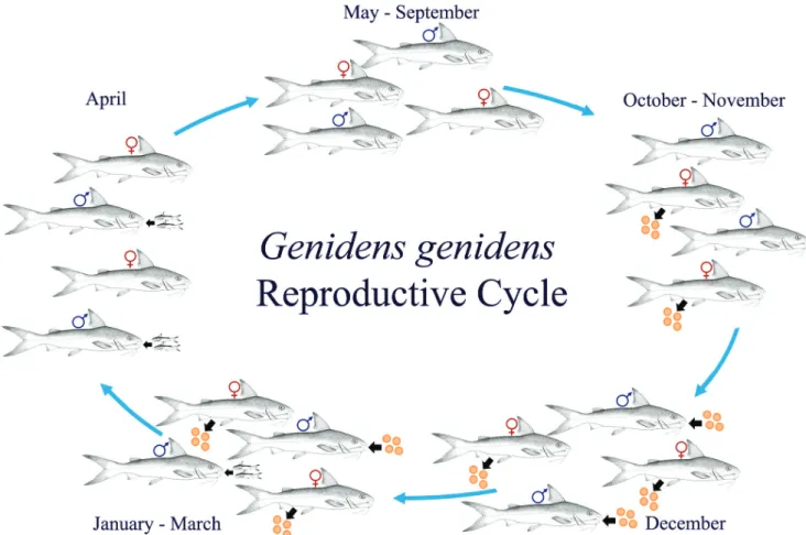 Tab. 1. Linear relationship between number and weight of offspring, and length and weight of Genidens genidens males in  Guanabara Bay, Rio de Janeiro, Brazil.