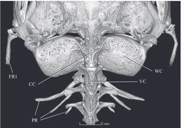 Fig. 15. Copionodon exotatos, holotype, MZUSP 120631, CT-scan images of left palatine and associated entopterygoid: a