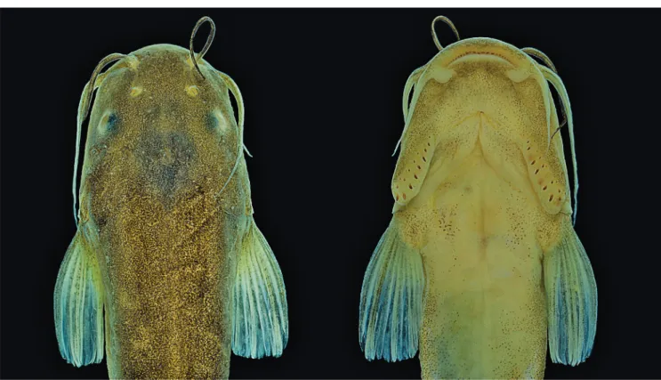 Fig. 3. Copionodon exotatos, holotype, MZUSP 120631, 45.0 mm SL. Lateral view of head.