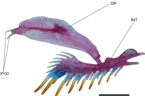 Fig. 4. Copionodon exotatos, paratype, MZUSP 121656, opercle and interopercle, right side, lateral view