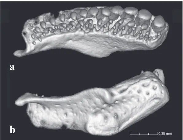 Fig. 10. Copionodon exotatos, holotype, MZUSP 120631, CT-scan images of right premaxilla and associated dentition: a