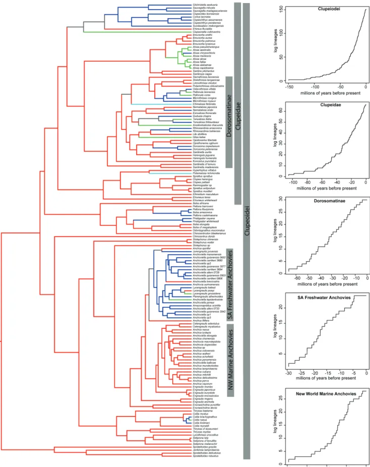Fig. 5. The left panel shows a phylogeny of Clupeiformes showing ancestral reconstructions of marine (red), freshwater  (blue), anadromous (green) and catadromous (light blue) lineages from Bloom, Lovejoy (2014)