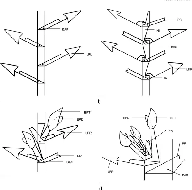Figura 2 - Esquemas evidenciando as formas de crescimento do caule encontrados nas espécies do gênero Philodendron ocorrentes na Reserva Ecológica de Macaé de Cima