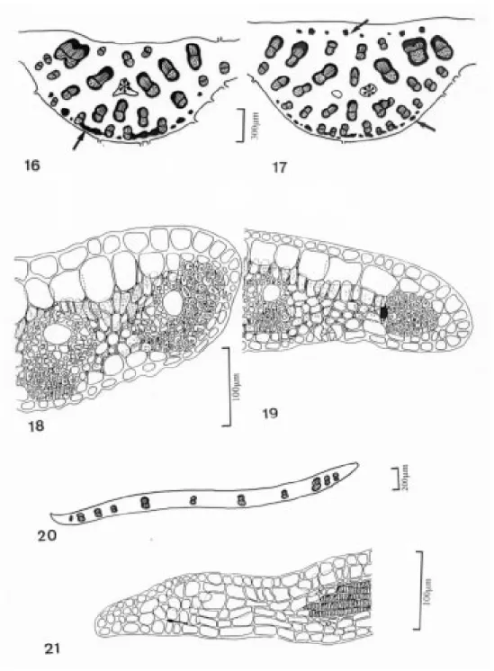 Figura 16. Seção transversal da nervura mediana dos indivíduos de altitude, ao nível do terço médio, mostrando a disposição dos feixes vasculares, os grupos de fibras na face abaxial (é) e o aerênquima ( ✻ ).