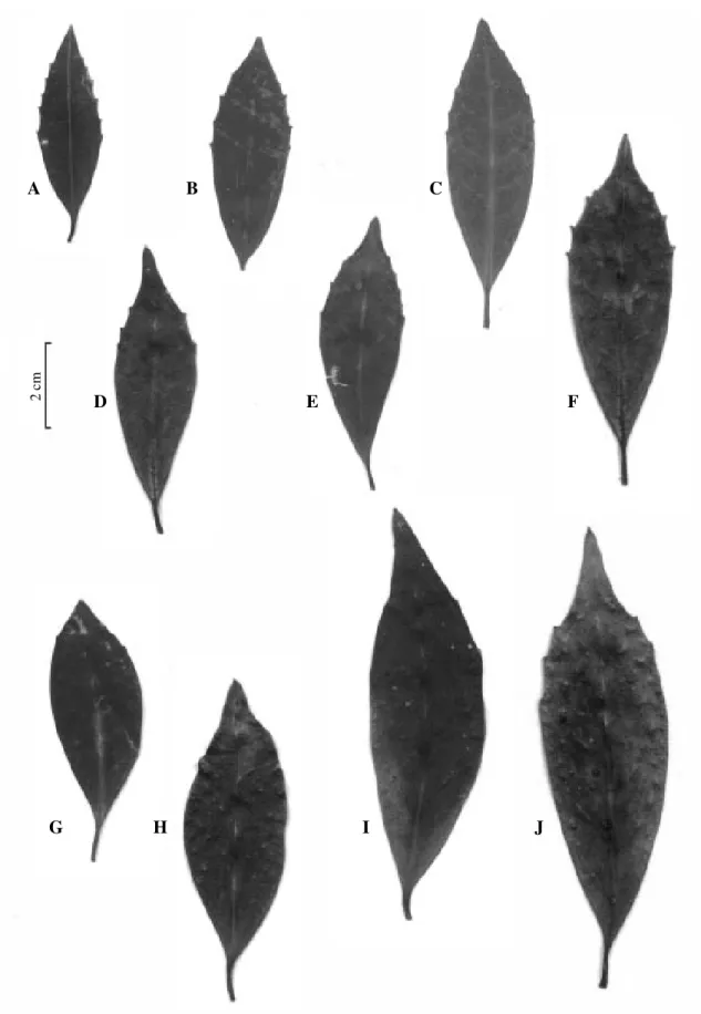 Figura 1. Variação foliar em Macropeplus dentatus (A-F) e M. friburgensis (G-J).