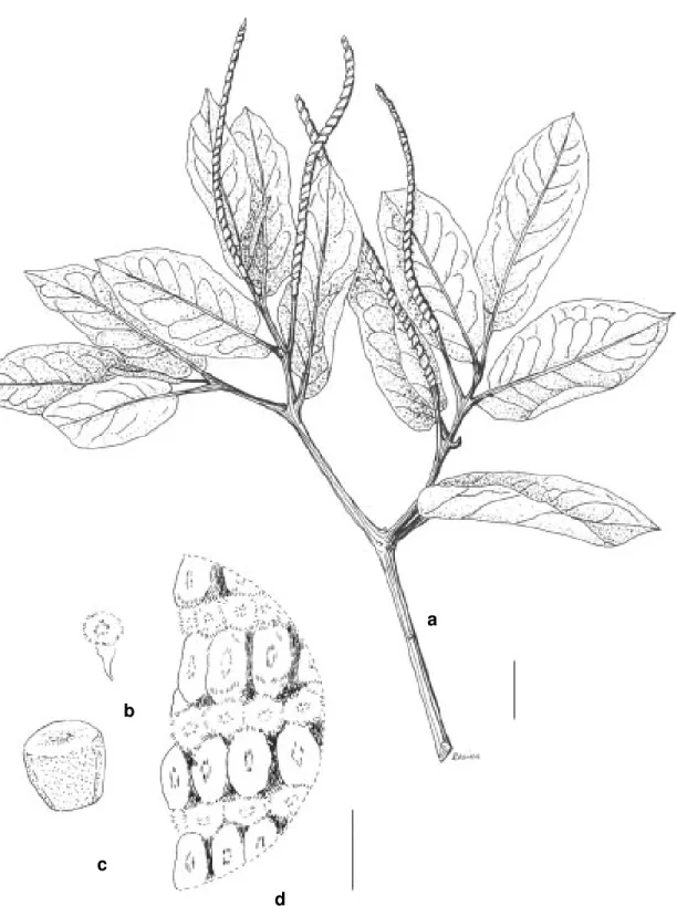 Figura 5 - Piper tuberculatum Jacq. var. tuberculatum. a) hábito (escala = 2 cm); b) bractéola (escala = 1 mm); c) fruto (escala = 1 mm); d) parte da espiga, detalhando bractéolas e  frutos (escala = 1 mm).