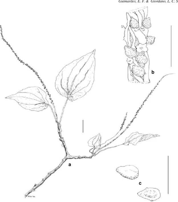 Figura 2 - Peperomia lanceolato-peltata C.DC.: a) hábito (escala = 1 cm); b) parte da espiga mostrando bractéolas e frutos esparsos (escala = 1 mm); c) fruto (escala = 1 mm).