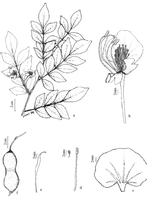 Figura 4 - Swartzia myrtifolia var. elegans (Schott) R.S. Cowan: a - aspecto geral do ramo; b - flor; c - pétala; d - estames grande e pequeno; e - gineceu; f - fruto (Pereira 2095).