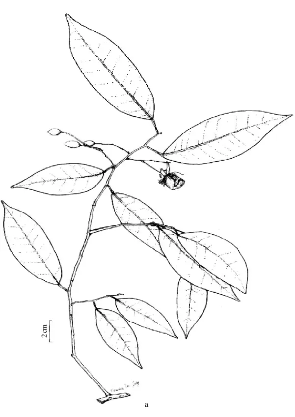Figura 6 - Swartzia simplex var. ochnacea (DC.) R. S. Cowan: a - aspecto geral do ramo (Duarte 3707).