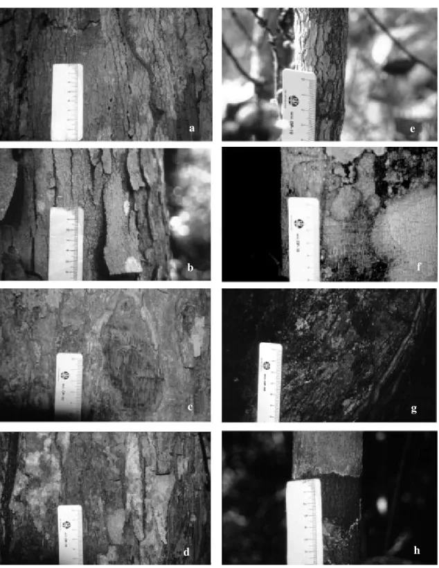 Figura 7 - Detalhe da casca das espécies de Swartzia ocorrentes na Reserva Florestal da Companhia Vale do Rio Doce: