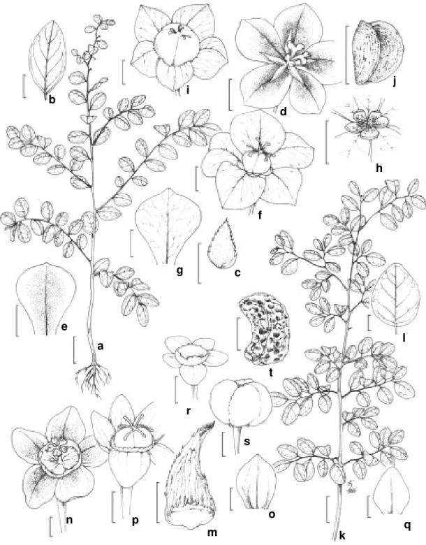 Figura 3: a – j:  Phyllanthus heteradenius Müll. Arg. a. hábito; b. lâmina foliar; c. estípula; d