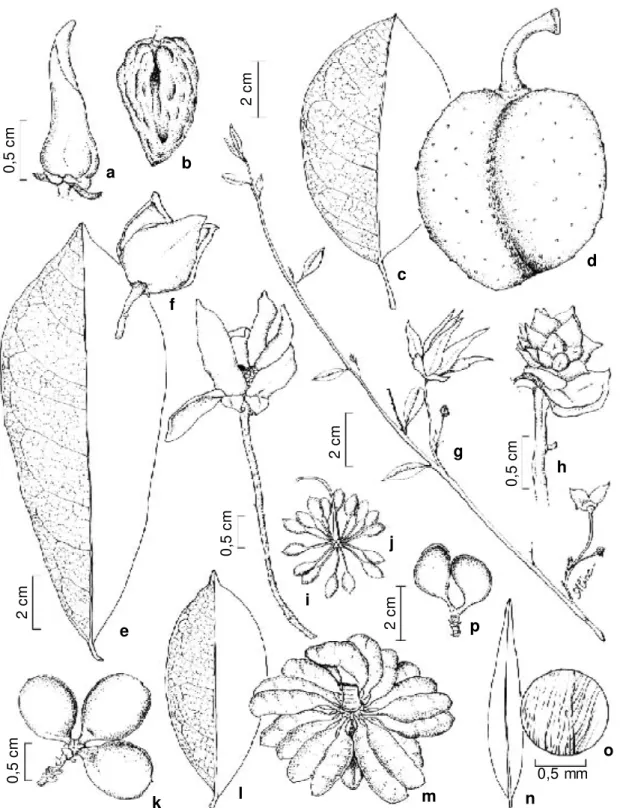 Figura 1 - a-b: Annona acutiflora. a - botão; b - fruto. c-d: Annona glabra. c - folha; d - fruto