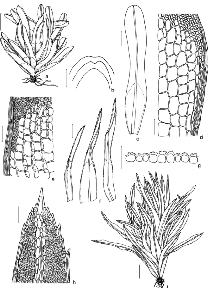 Figura 6 – a-d. Syrrhopodon ligulatus – a. hábito; b. ápices do filídio; c. filídio, d