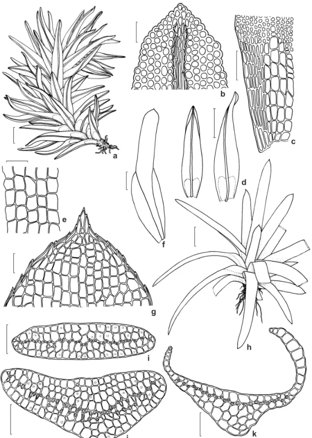 Figura 2 – a-d. Calymperes rubiginosum – a. hábito; b. ápice do filídio; c. células da base e região dos ombros; d