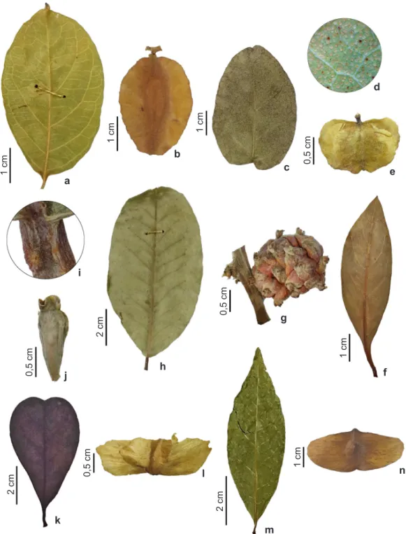 Figura 4 – a,b. Combretum leprosum – a. folha; b. fruto. c-e. C. monetaria – c. folha; d