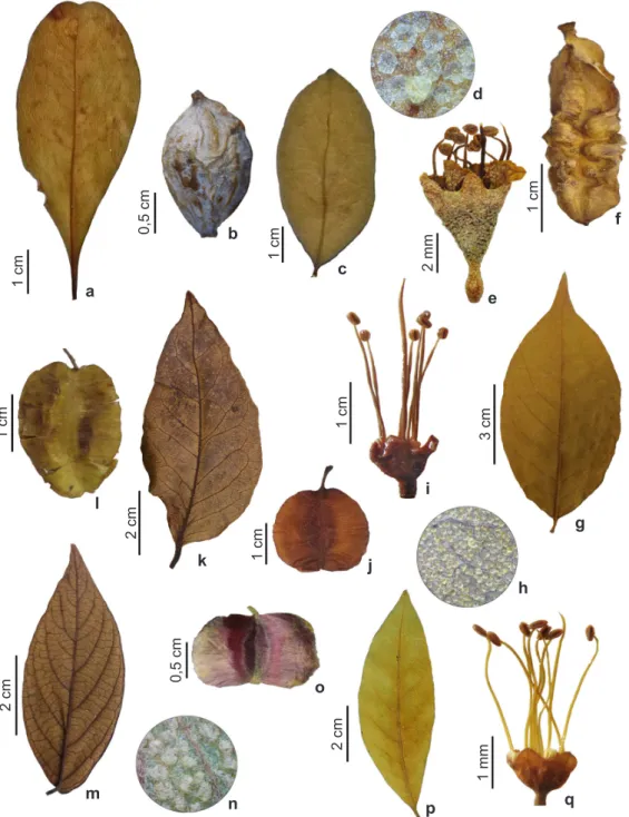 Figura 3 – a,b. Buchenavia tetraphyla – a. folha; b. fruto. c-f. Combretum duarteanum – c