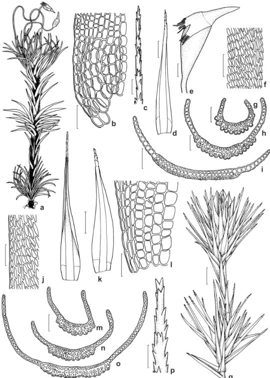 Figura 3 – a-i. Campylopus savannarum – a. desenho esquemático do hábito; b. células alares e basais da lamina; c