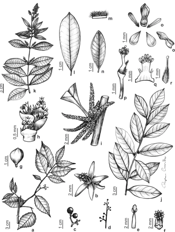 Figura 3 – a-f. Sacoglottis mattogrossensis var. mattogrossensis – a. ramo; b. flor; c