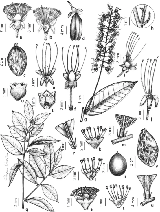 Figura 2 – a-c. Couepia rufa – a. flor; b. corte longitudinal da flor; c. fruto. d-f. Hirtella bicornis – d