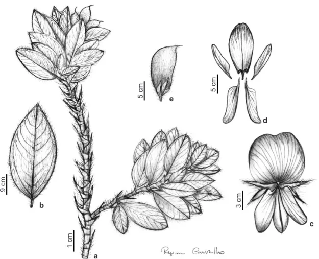 Figura 4 – a-e. Eriosema floribundum – a. ramo; b. folíolo; c. flor; d. pétalas; e. fruto