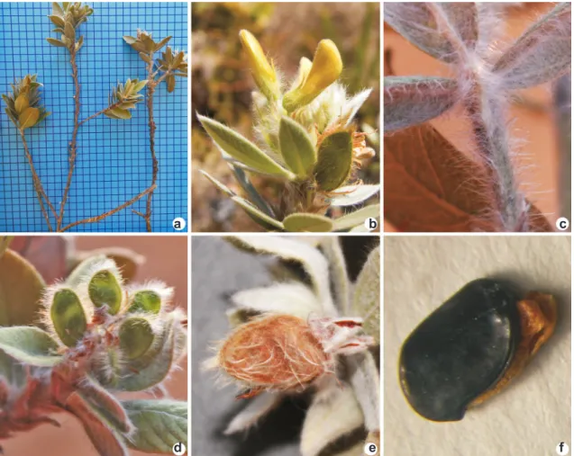 Figura 5 – a-f. Eriosema floribundum – a. subarbusto pouco ramificado; b. inflorescência; c