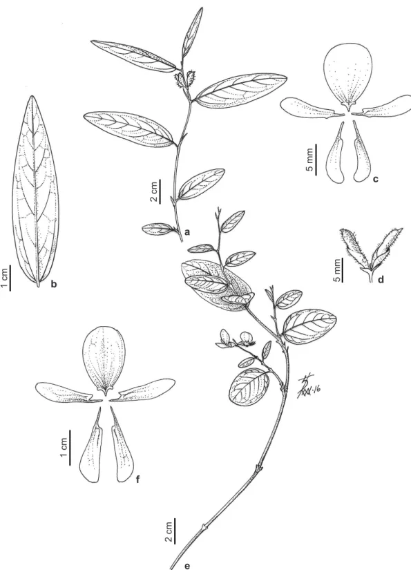 Figura 6 – a-d. Eriosema simplicifolium – a. ramo; b. detalhe do folíolo lanceolado; c