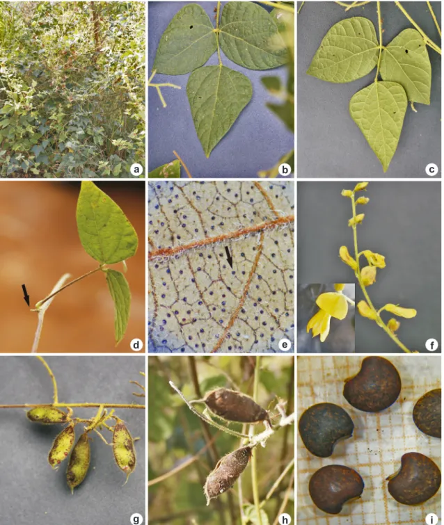 Figura 8 – a-i. Rhynchosia edulis Griseb – a. ramo; b. detalhe da face adaxial foliar; c