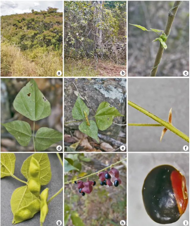 Figura 9 – a-i. Rhynchosia melanocarpa – a. área de estudo Nascente do Rio do Alegre (Caetité/Bahia); b