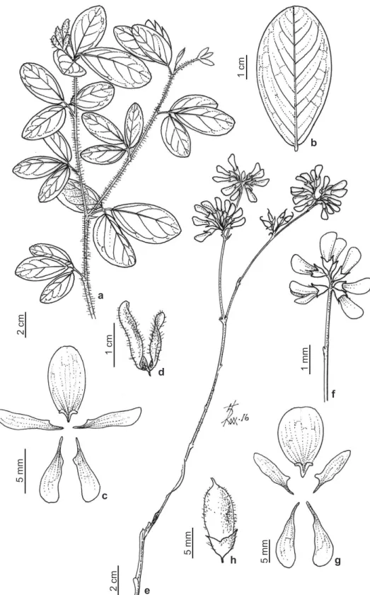 Figura 1 – a-d. Eriosema campestre – a. ramo; b. folíolo; c. pétalas; d. fruto. e-h. E