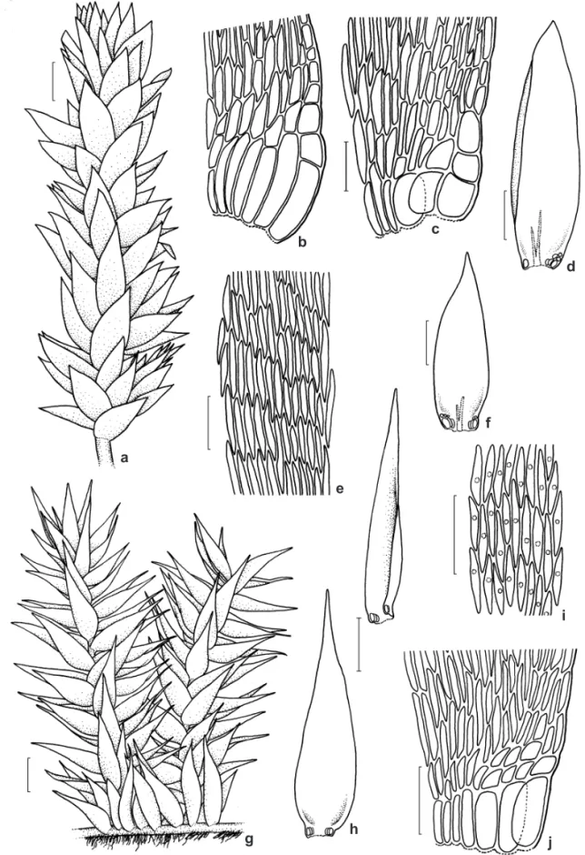 Figura 2 – a-f. Trichosteleum lonchophyllum – a. hábito; b-c. base do filídio; d. filídio; e