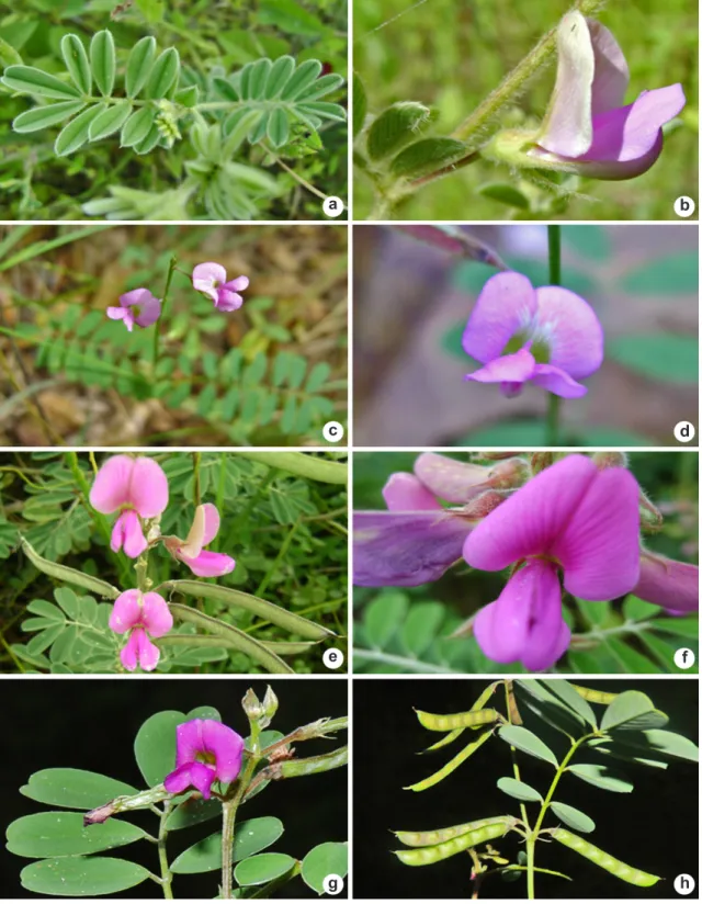 Figura 2 – Tephrosia do Ceará – a-b. T. cinerea – a. folhas; b. flor. c-d. T. domingensis – c