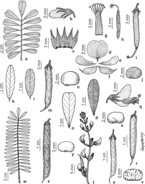 Figura 3 – Tephrosia do Ceará – a-j. T. cinerea – a. folha; b. botão; c. cálice; d. vexilo; e