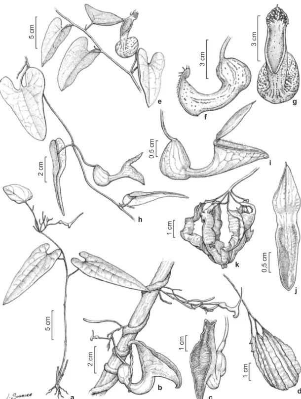 Figura 1- a-d. Aristolochia aff. disticha – a. hábito; b. detalhe do caule preso ao suporte, inflorescência e flor; c