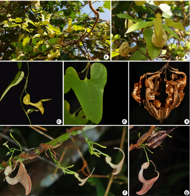 Figura 2 - a-b. Aristolochia mossii – a. hábito; b. flor em vista frontal, mostrando as fímbrias no lábio superior