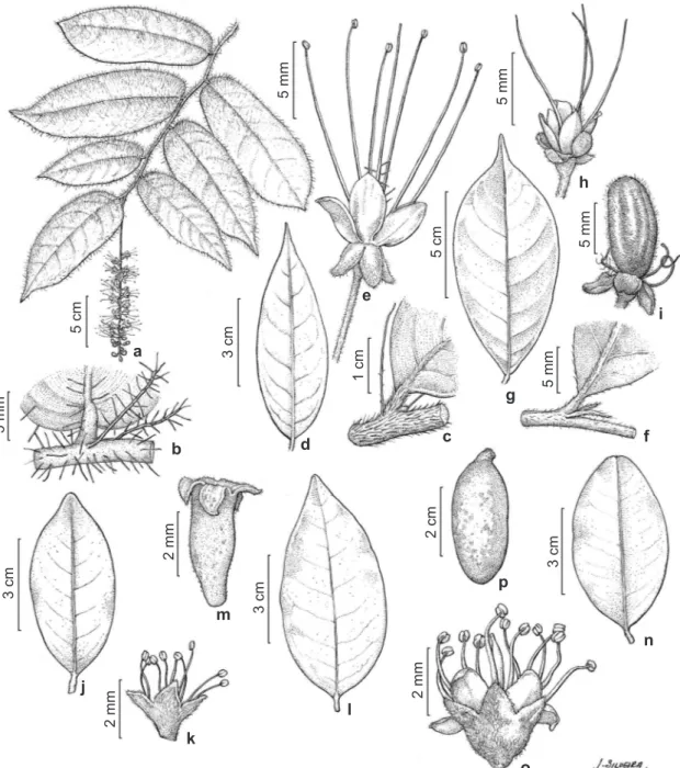 Figura 1 – a-b. Hirtella hispidula – a. ramo fértil; b. base da folha com estípulas. c-e