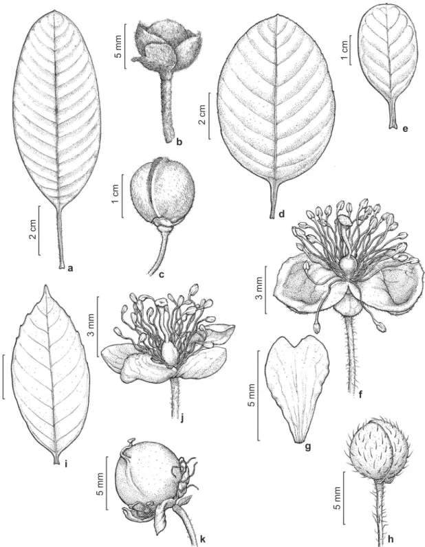 Figura 1 – a-c. Davilla cearensis – a. folha; b. botão floral; c. fruto com sépalas acrescentes iguais